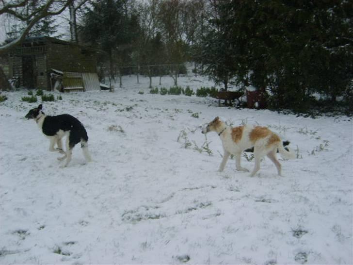 Borzoi Lhaghana Koztya billede 9