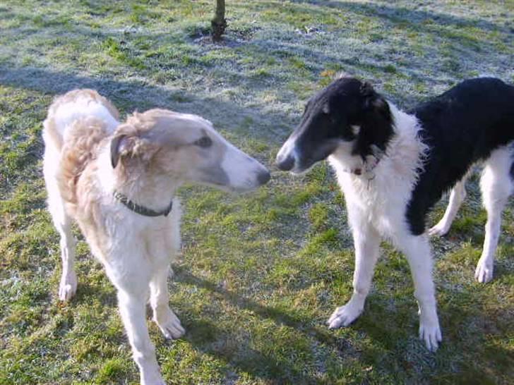 Borzoi Lhaghana Koztya billede 10