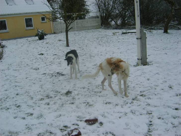 Borzoi Lhaghana Koztya billede 11