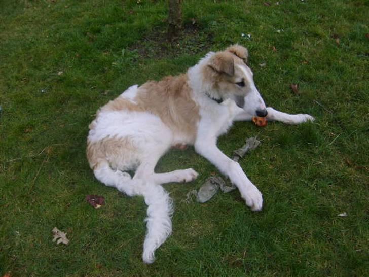 Borzoi Lhaghana Koztya billede 12