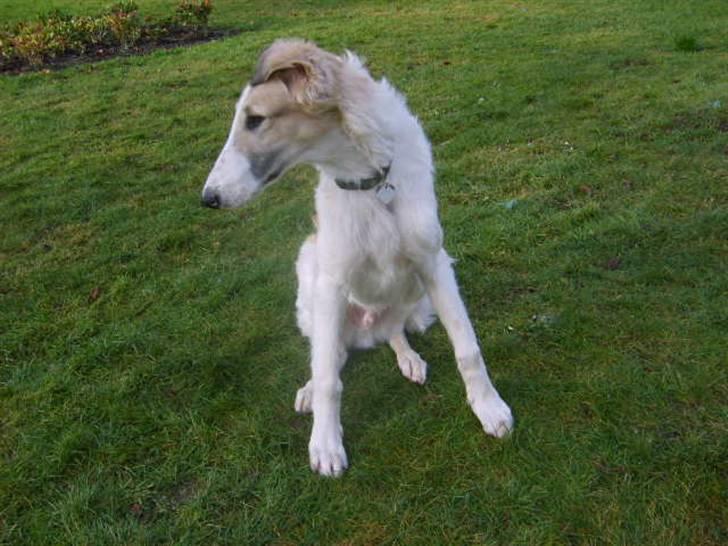 Borzoi Lhaghana Koztya billede 13