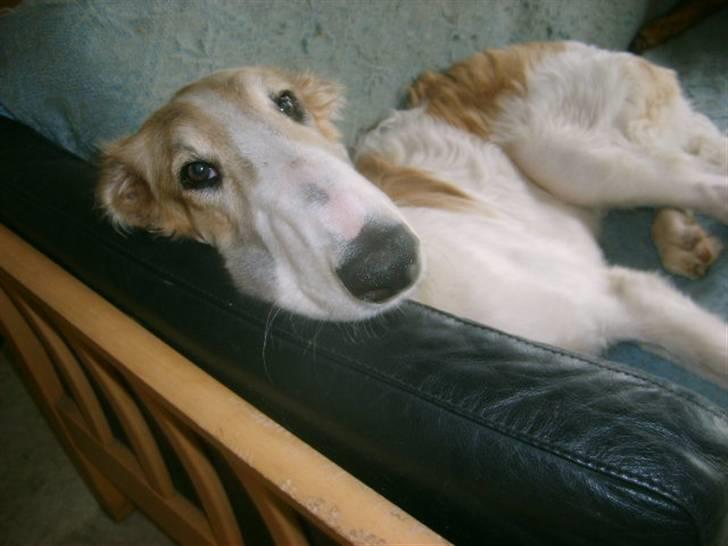 Borzoi Lhaghana Koztya billede 14