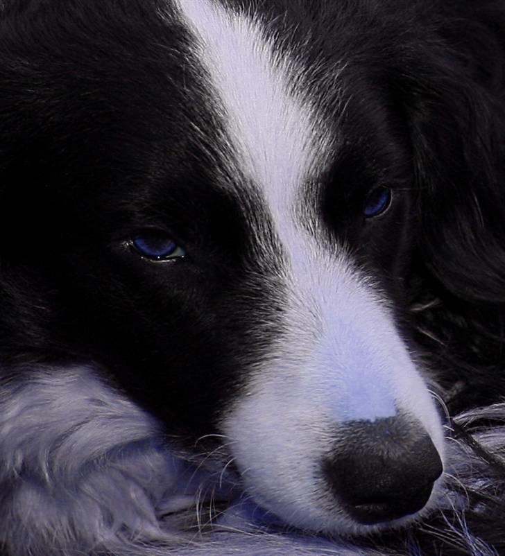 Border collie Joe Dalton billede 1