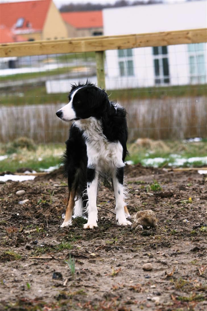 Border collie Joe Dalton billede 2