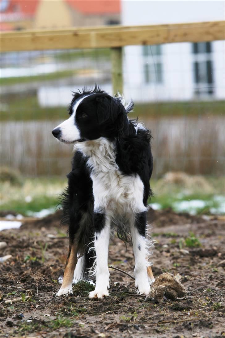 Border collie Joe Dalton billede 3