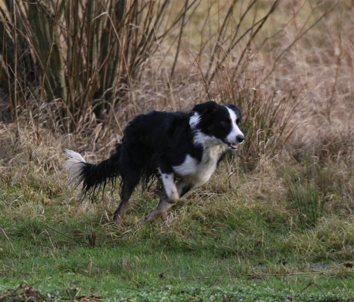 Border collie Joe Dalton billede 4