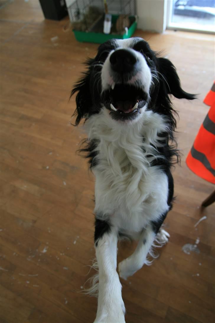 Border collie Joe Dalton billede 5