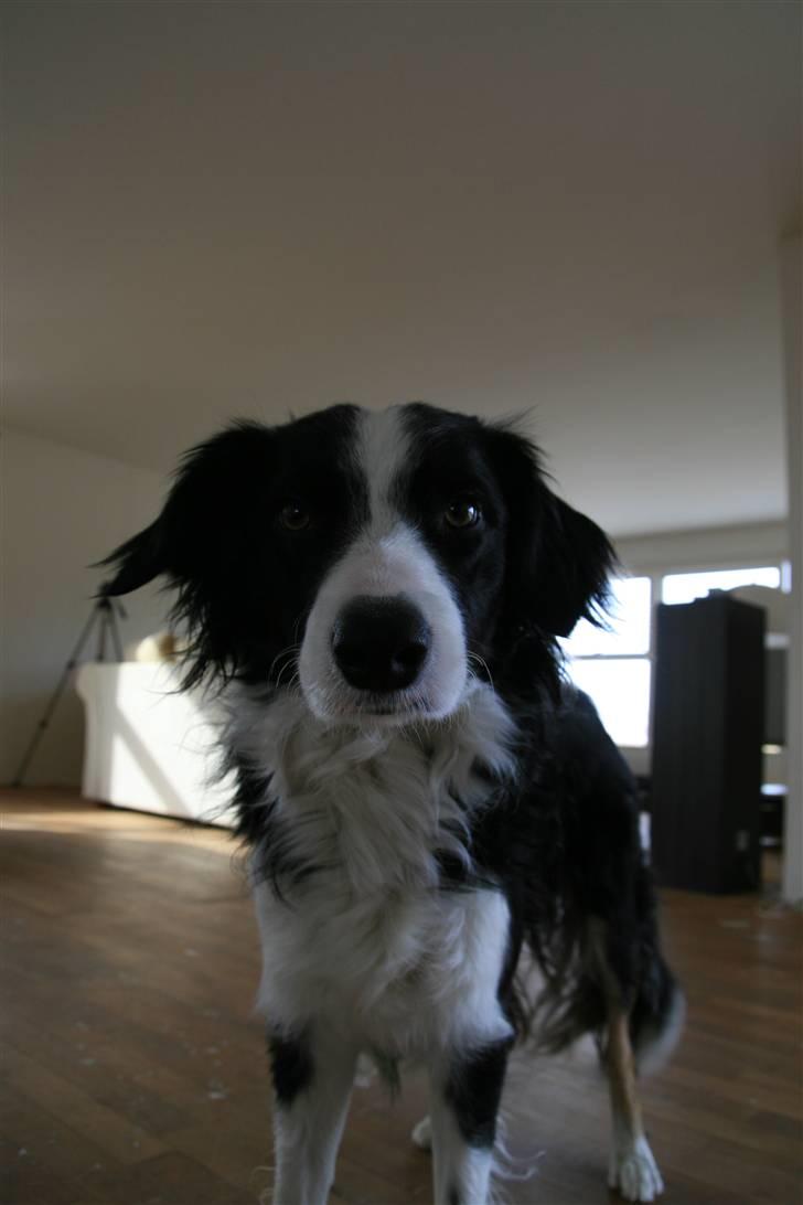Border collie Joe Dalton billede 6