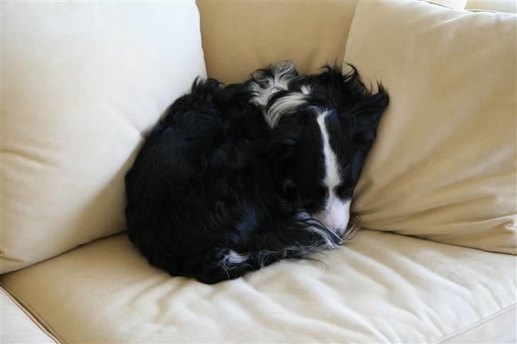 Border collie Joe Dalton billede 7