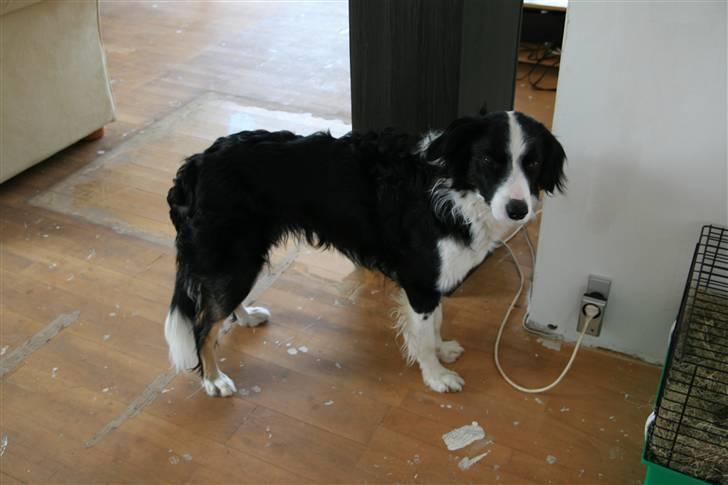 Border collie Joe Dalton billede 8