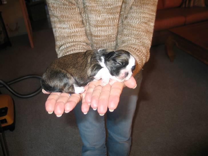 Shih tzu Mingh og Mao og Mitzu - Født den 7 marts 2008 billede 14