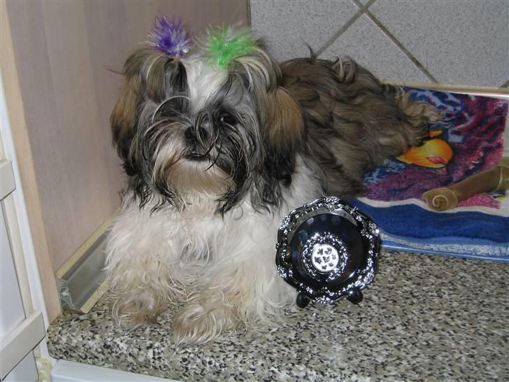 Shih tzu Mingh og Mao og Mitzu - Vandt 1 præmie 23 august 2008 Miyaki er født den 7 marts 2008 billede 15