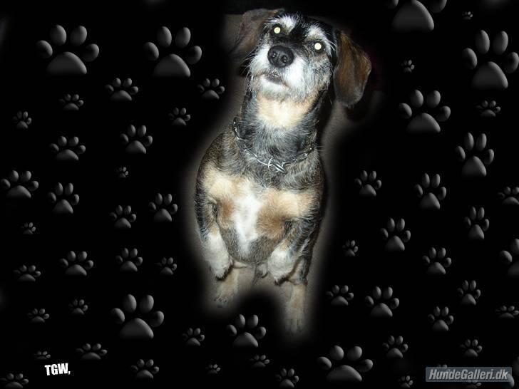 Blanding af racer Fister billede 13