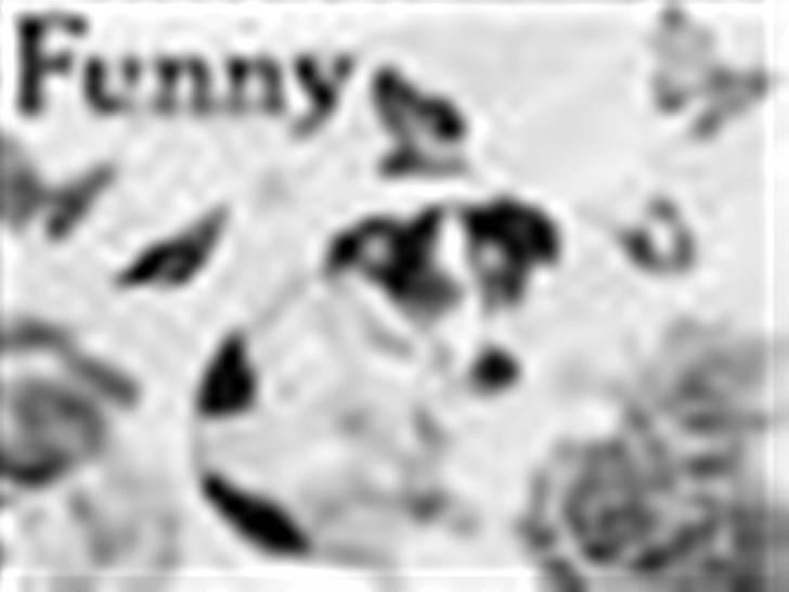 Jack russell terrier Funny R.I.P billede 14