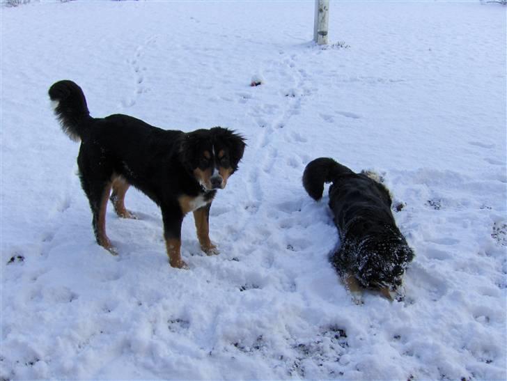 Berner sennenhund Afrodite - Afrodite og Freja januar 2008 billede 16