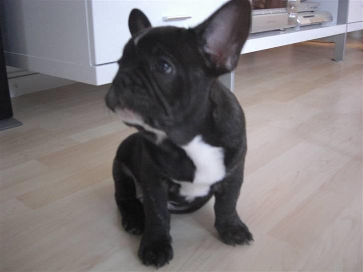 Fransk bulldog HOLGER billede 1
