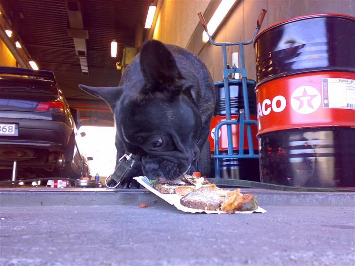 Fransk bulldog HOLGER billede 3