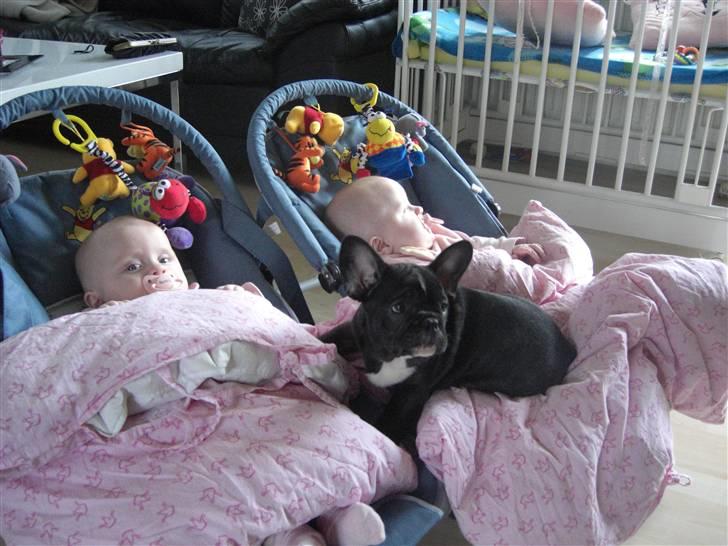 Fransk bulldog HOLGER billede 4