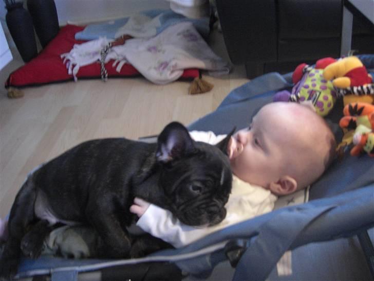 Fransk bulldog HOLGER billede 5