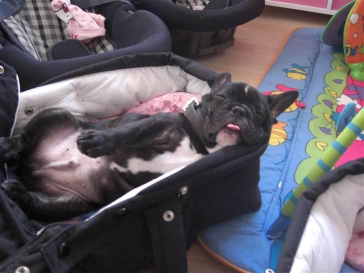 Fransk bulldog HOLGER billede 6