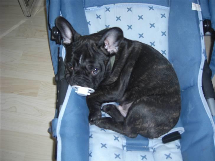 Fransk bulldog HOLGER billede 7