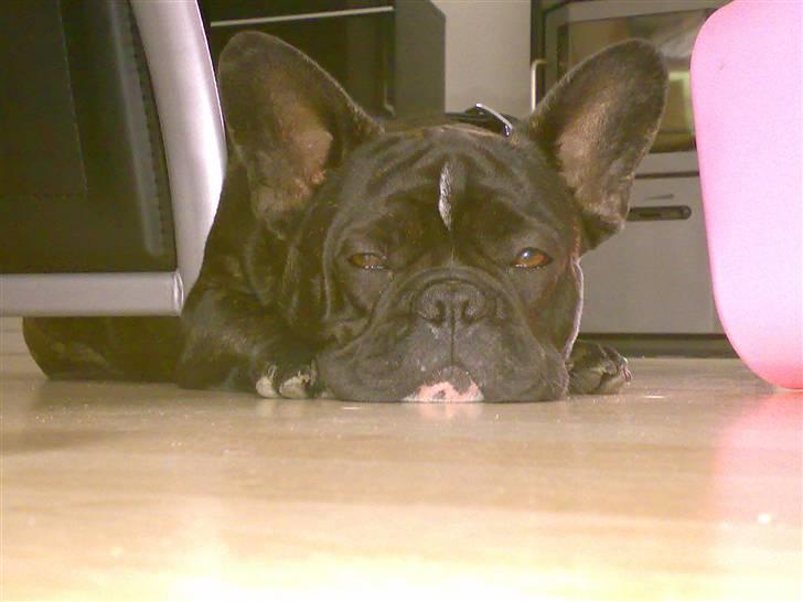 Fransk bulldog HOLGER billede 8