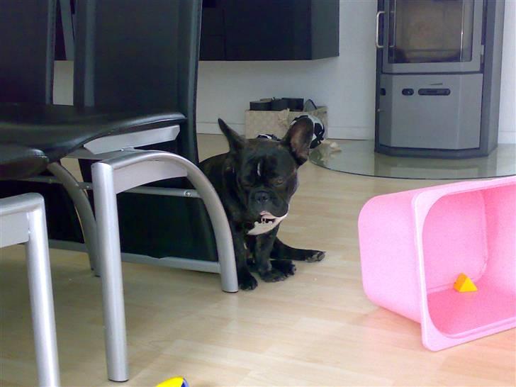 Fransk bulldog HOLGER billede 9