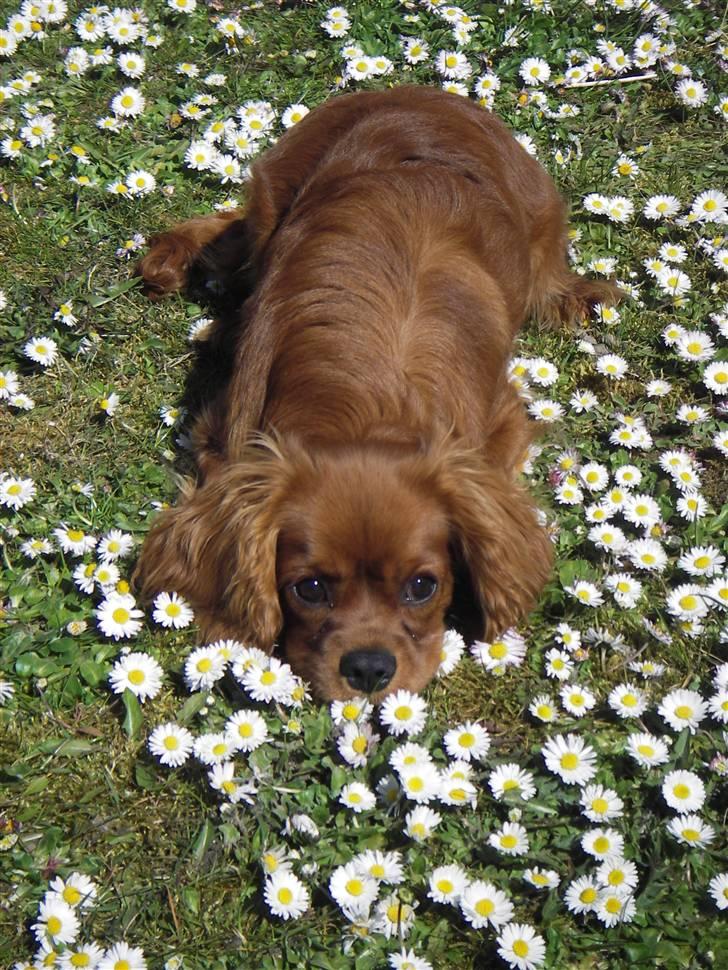 Cavalier king charles spaniel Kikki - mors blomster pige billede 11