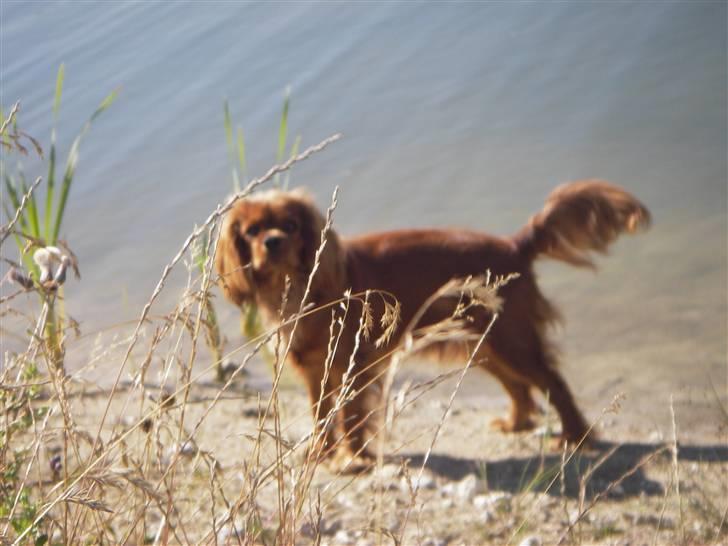 Cavalier king charles spaniel Kikki billede 12