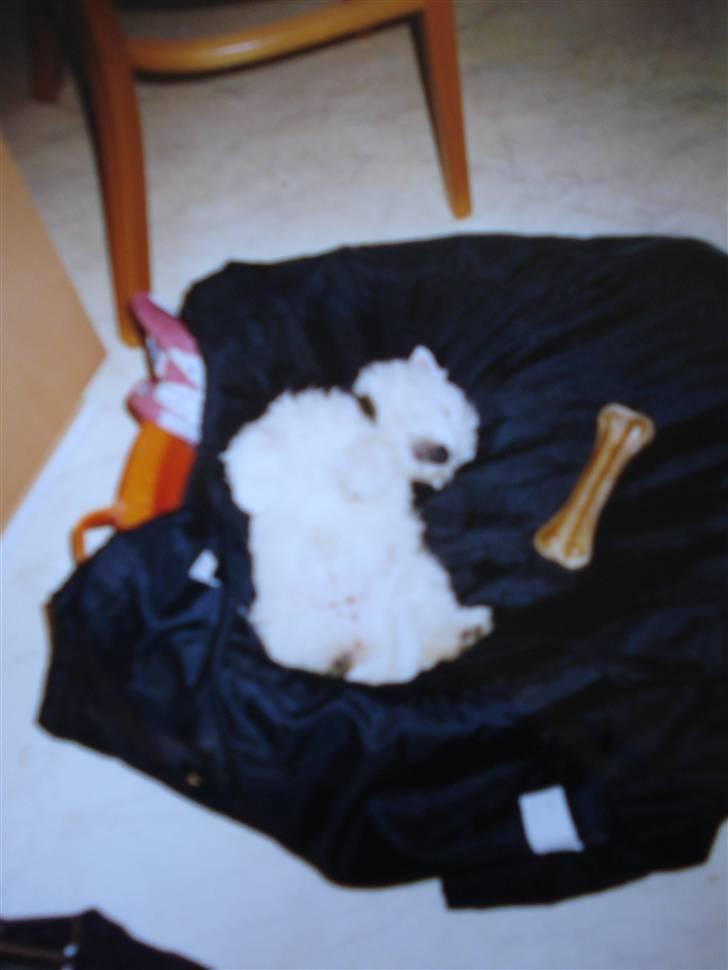 West highland white terrier Sally - Sally som hvalp billede 20