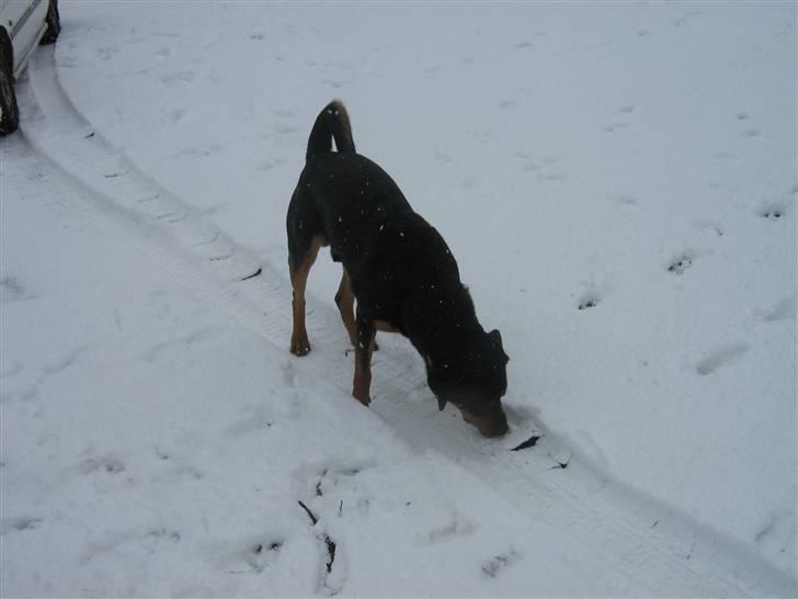 Blanding af racer bamse billede 12