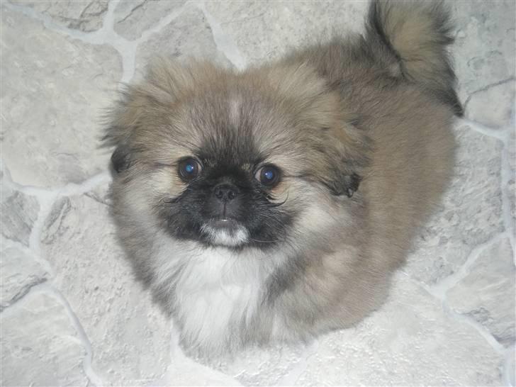 Pekingeser **Caiser** - Og lige en gang til mor..  billede 3