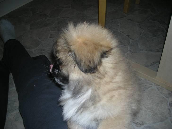 Pekingeser **Caiser** - er der mad???? billede 4