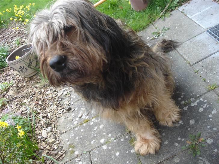 Briard >> † Cheri Aflivet †  << - Cheri er jo en lille model:) billede 1