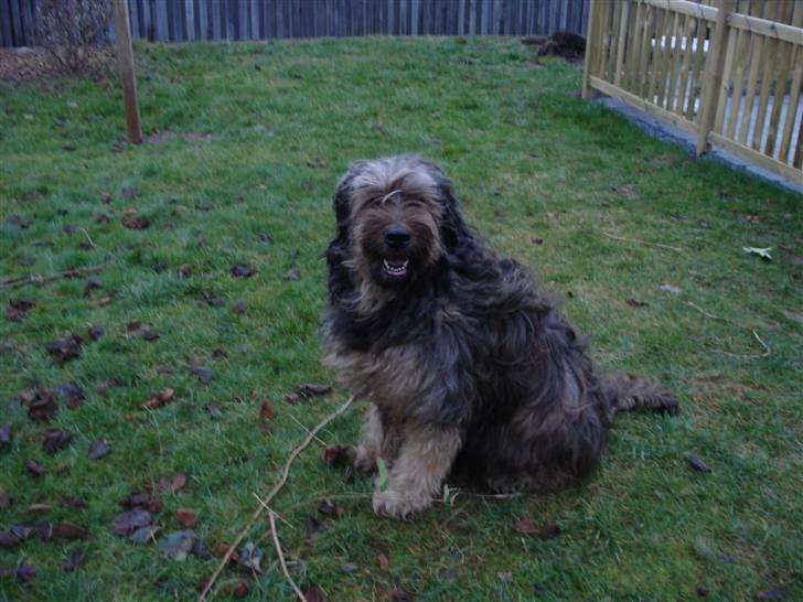 Briard >> † Cheri Aflivet †  << - En mørk efterårs dag:) billede 2