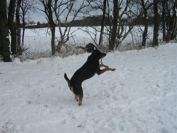 Blanding af racer bamse billede 13