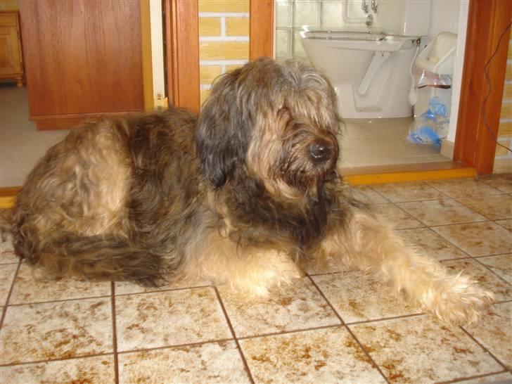 Briard >> † Cheri Aflivet †  << - Cheri er i sommerhus, og ligger og slapper helt af. billede 3