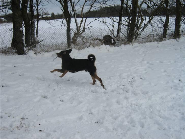 Blanding af racer bamse billede 15