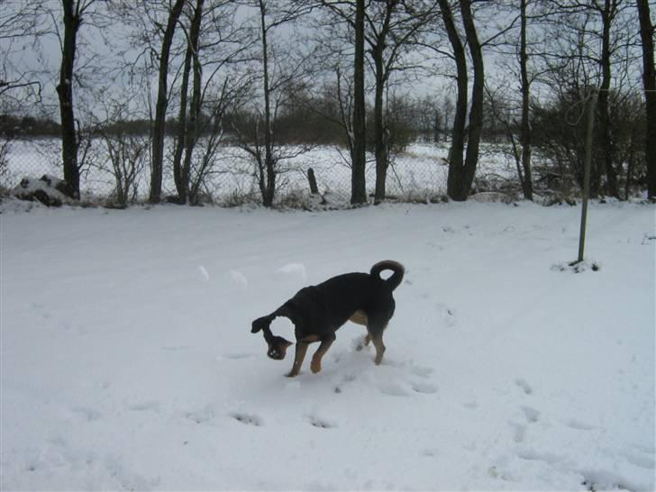 Blanding af racer bamse billede 16