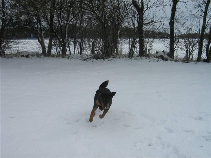 Blanding af racer bamse billede 18