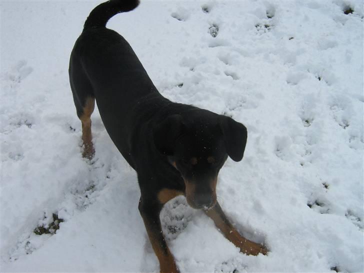 Blanding af racer bamse billede 19