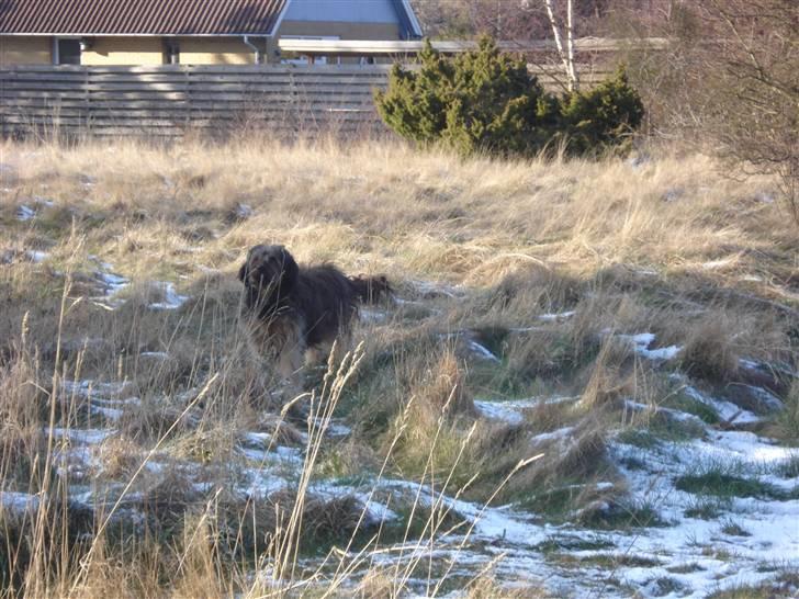Briard >> † Cheri Aflivet †  << - Cheri og jeg går lange ture i sommerhuset, det elsker hun billede 4