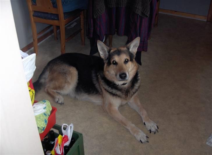 Schæferhund mitzu DØD d 16/6-09R.I.P billede 1