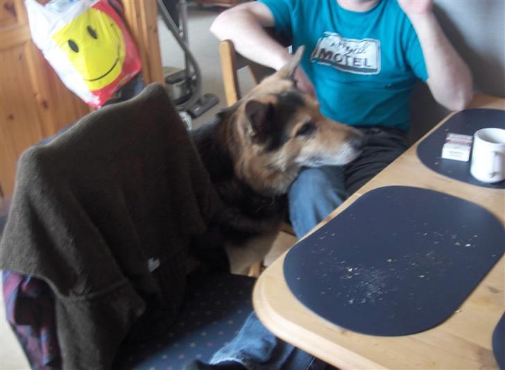 Schæferhund mitzu DØD d 16/6-09R.I.P billede 2