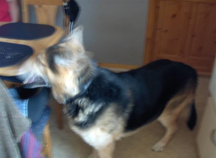 Schæferhund mitzu DØD d 16/6-09R.I.P billede 3