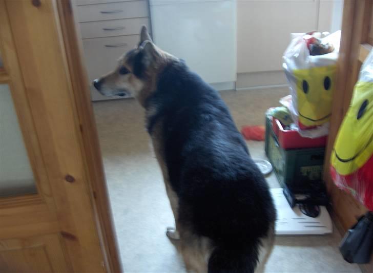 Schæferhund mitzu DØD d 16/6-09R.I.P billede 4