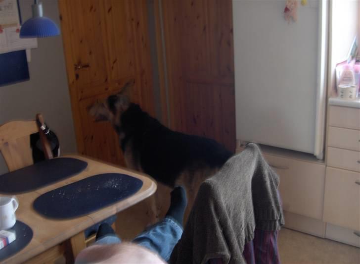 Schæferhund mitzu DØD d 16/6-09R.I.P - så far nu skal vi ind og sove billede 5