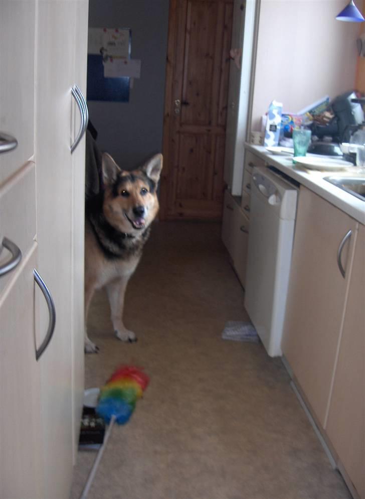 Schæferhund mitzu DØD d 16/6-09R.I.P billede 6