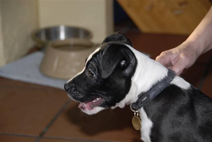 Amerikansk staffordshire terrier Kuno billede 3