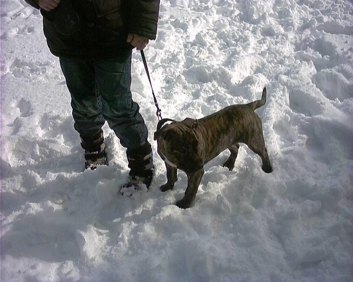 Amerikansk staffordshire terrier luca - luca i sneen med dominick  marts 2008 billede 11